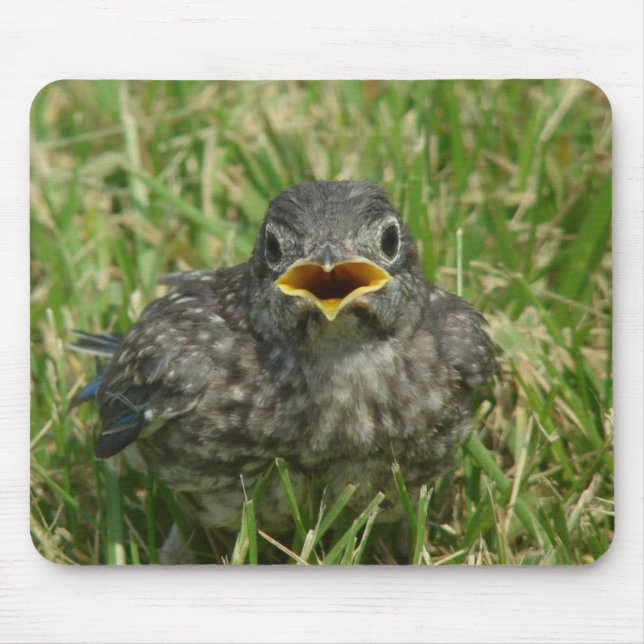 Baby Bluebird Mouse Mat (Front)