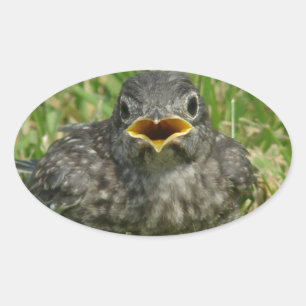 Baby Bluebird Oval Sticker