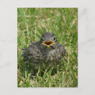 Baby Bluebird Postcard