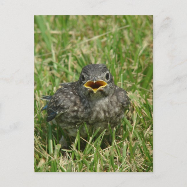 Baby Bluebird Postcard (Front)