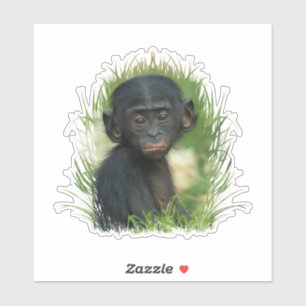 Baby Bonobo Ape