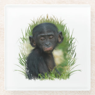 Baby Bonobo Ape Glass Coaster