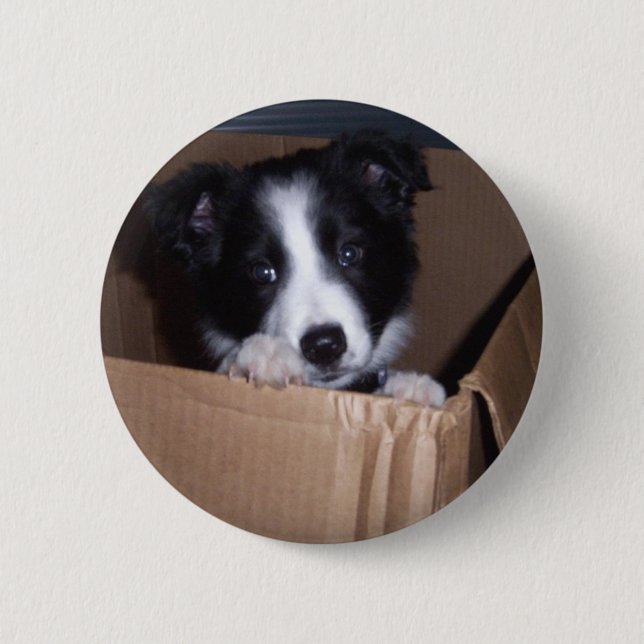 Baby Border Collie 6 Cm Round Badge (Front)