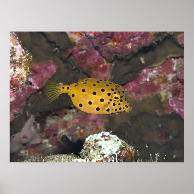 Baby Boxfish Poster (Front)