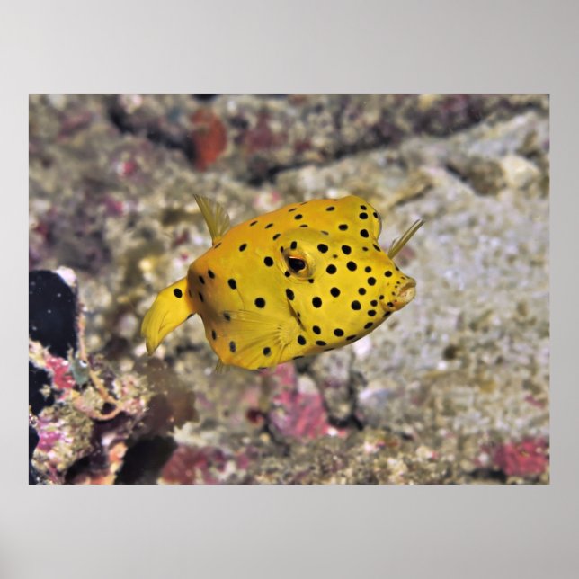 Baby Boxfish Poster (Front)