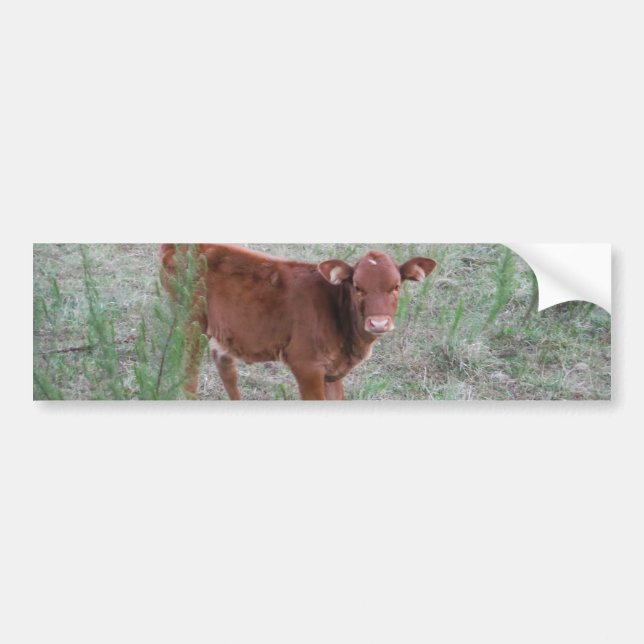 Baby Brown Cow . Bumper Sticker (Front)
