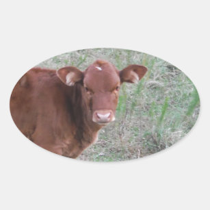 Baby Brown Cow face Oval Sticker