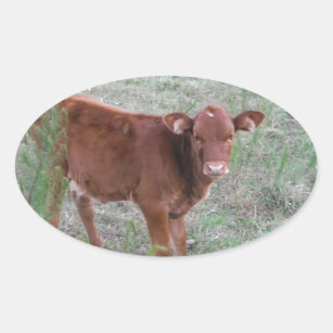 Baby Brown Cow . Oval Sticker