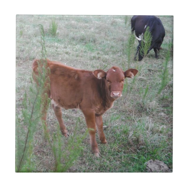 Baby Brown Cow . Tile (Front)