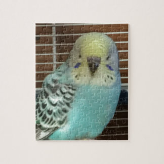Baby budgie jigsaw puzzle
