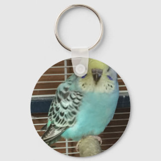 Baby budgie key ring