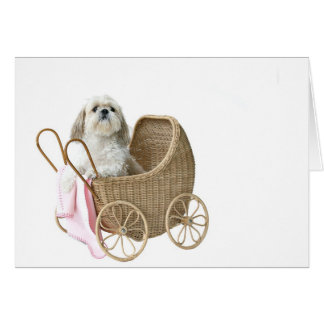 Baby buggy Shih Tzu