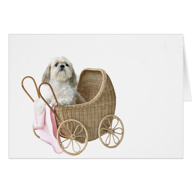 Baby buggy Shih Tzu (Front Horizontal)