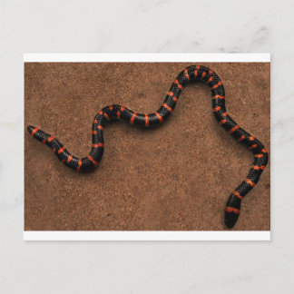 Baby bungarus snake postcard