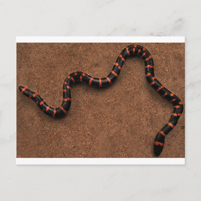 Baby bungarus snake postcard (Front)