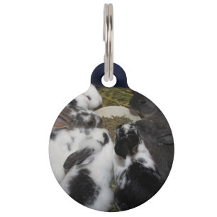 Baby Bunnies Pet Tag