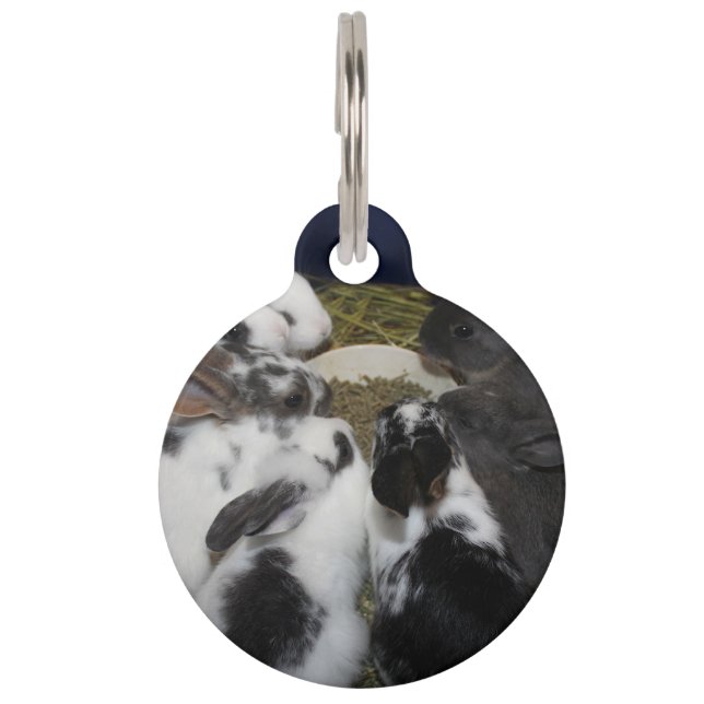 Baby Bunnies Pet Tag (Front)