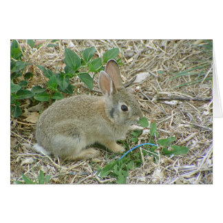Baby Bunny And Leaf