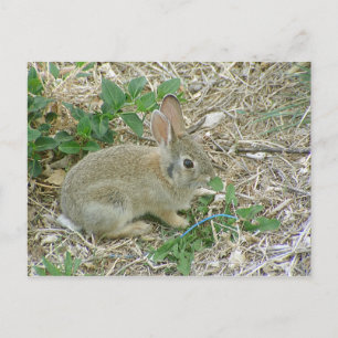 Baby Bunny And Leaf Postcard