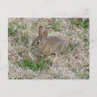 Baby Bunny Chewing Postcard