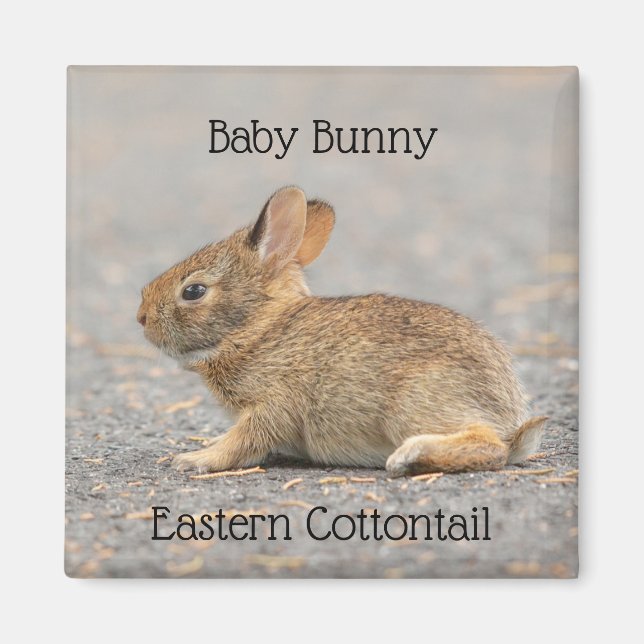 Baby Bunny Eastern Cottontail Rabbit Magnet (Front)