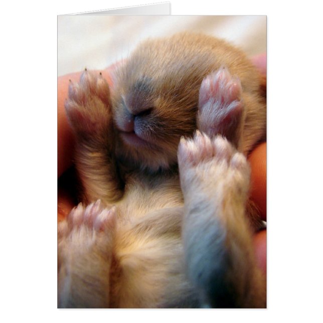 Baby Bunny In Hand (Front)