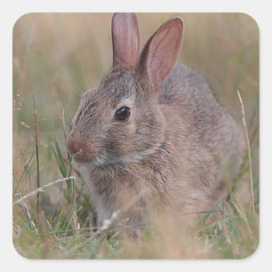 Baby bunny in the grass square sticker