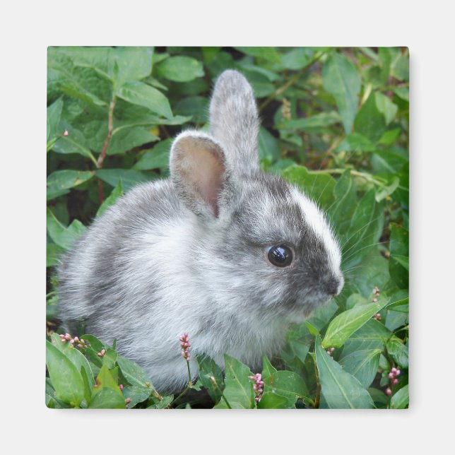Baby bunny magnet (Front)