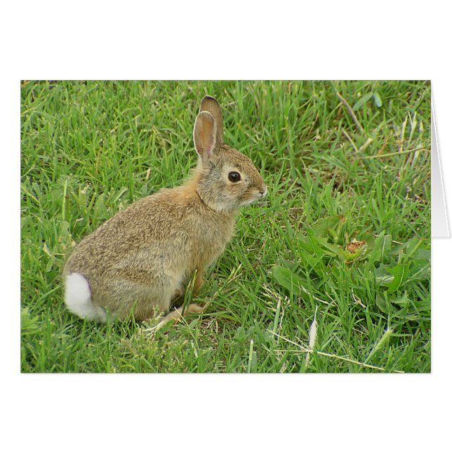 Baby Bunny On Lawn (Front Horizontal)
