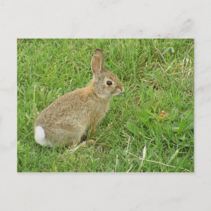Baby Bunny On Lawn Postcard