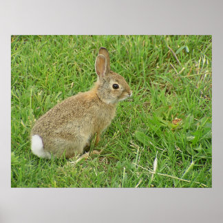 Baby Bunny On Lawn Poster