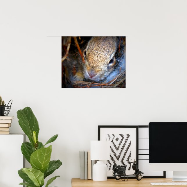 Baby Bunny Photo Print (Home Office)