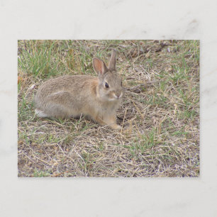 Baby Bunny Posing Postcard