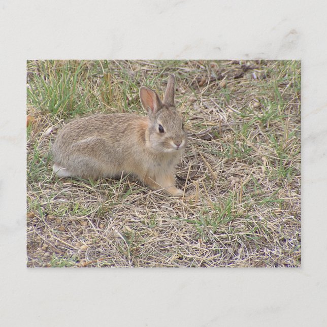 Baby Bunny Posing Postcard (Front)