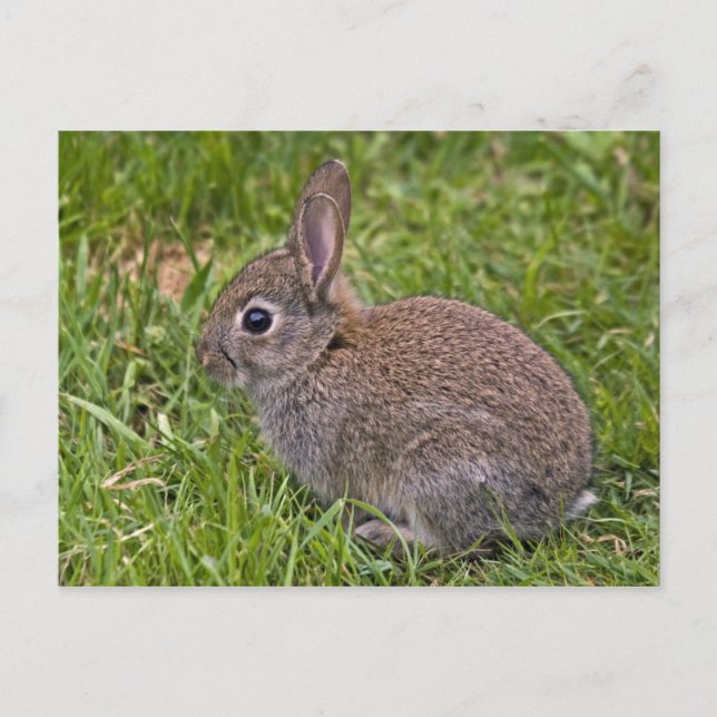 Baby Bunny Postcard (Front)