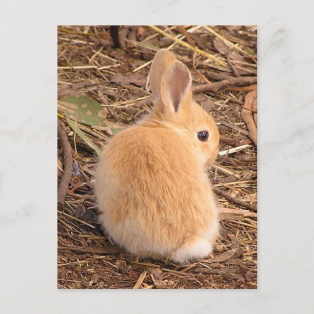 Baby Bunny Postcard (Front)