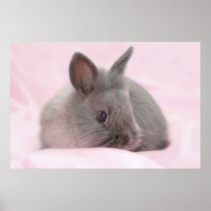Baby bunny poster