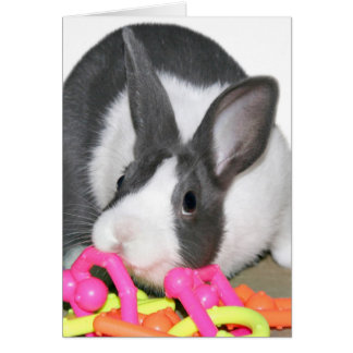 Baby bunny with baby toy