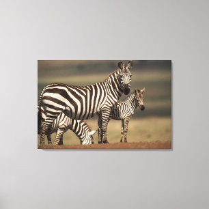 Baby Burchell's Zebra with mother Canvas Print