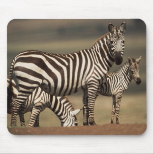 Baby Burchell's Zebra with mother Mouse Mat