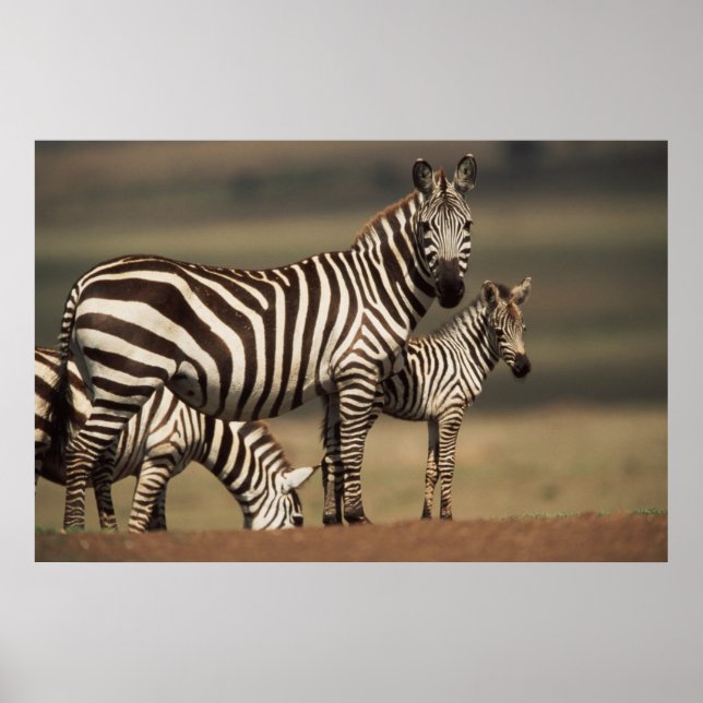 Baby Burchell's Zebra with mother Poster (Front)