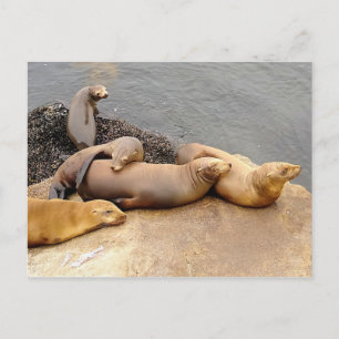 Baby California Sea Lions Postcard