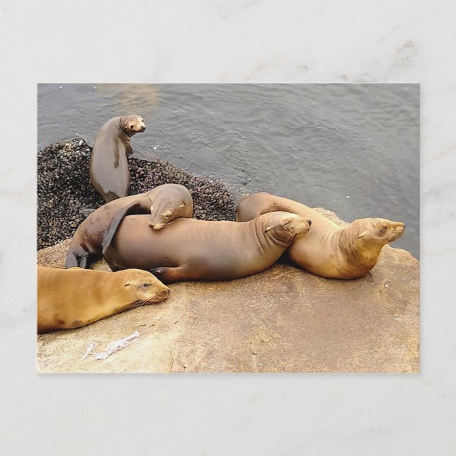 Baby California Sea Lions Postcard (Front)