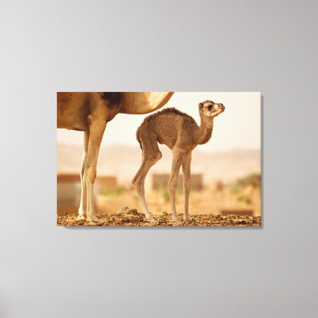Baby Camel Canvas Print (Front)
