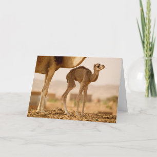 Baby Camel Card