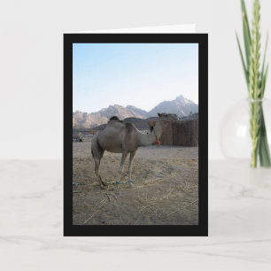 Baby Camel in Desert Card