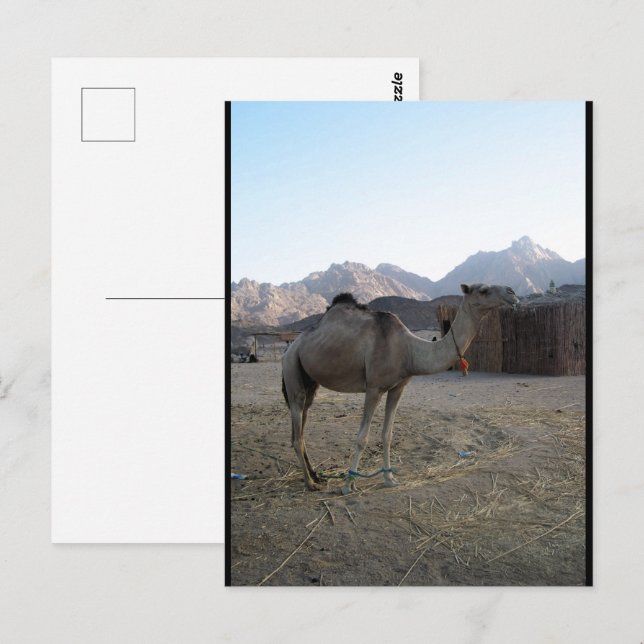 Baby Camel in Desert Postcard (Front/Back)