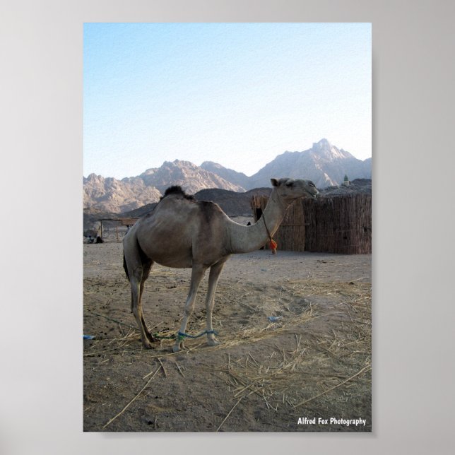 Baby Camel in Desert Poster (Front)