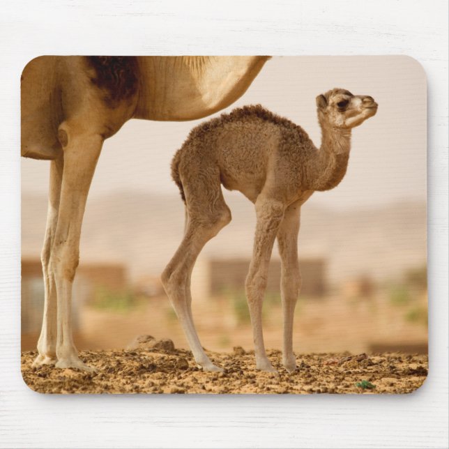 Baby Camel Mouse Mat (Front)