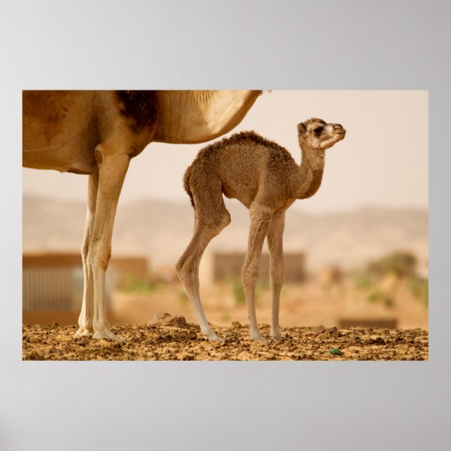 Baby Camel Poster (Front)